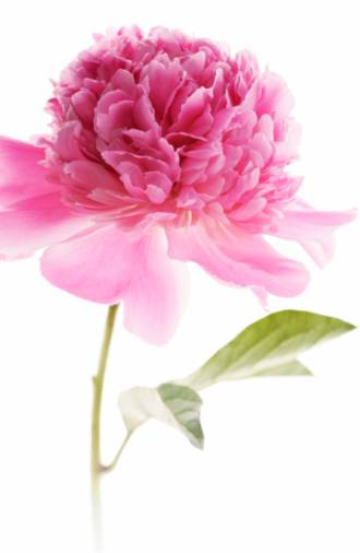 �����ڱ�ķ��